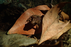 Limnonectes microdiscus