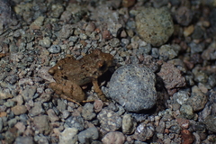 Limnonectes microdiscus