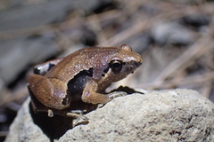 Microhyla achatina