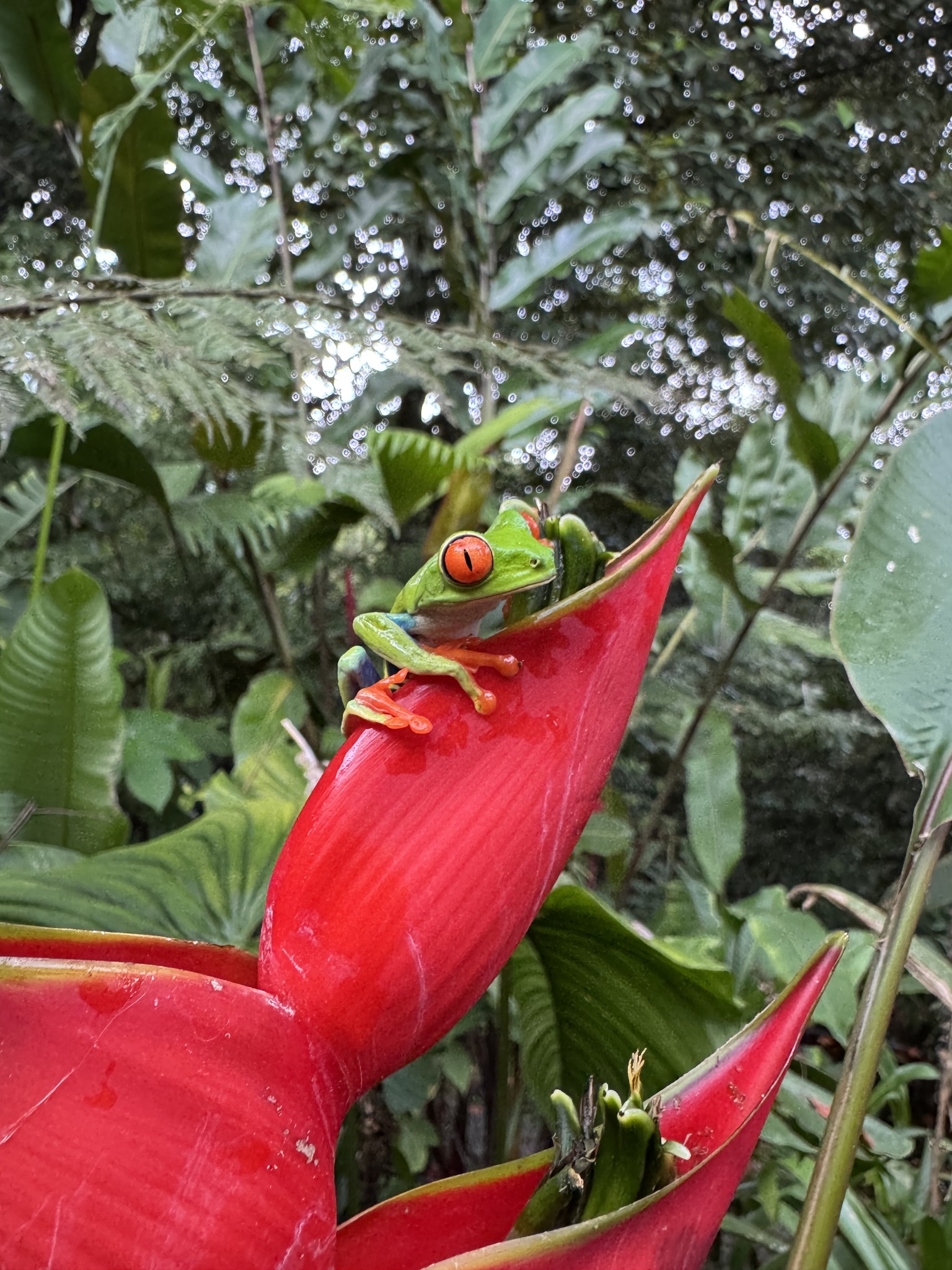 Imagem de Bananeira-de-jardim
