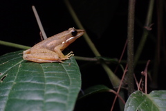 Chalcorana chalconota