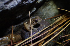 Limnonectes microdiscus