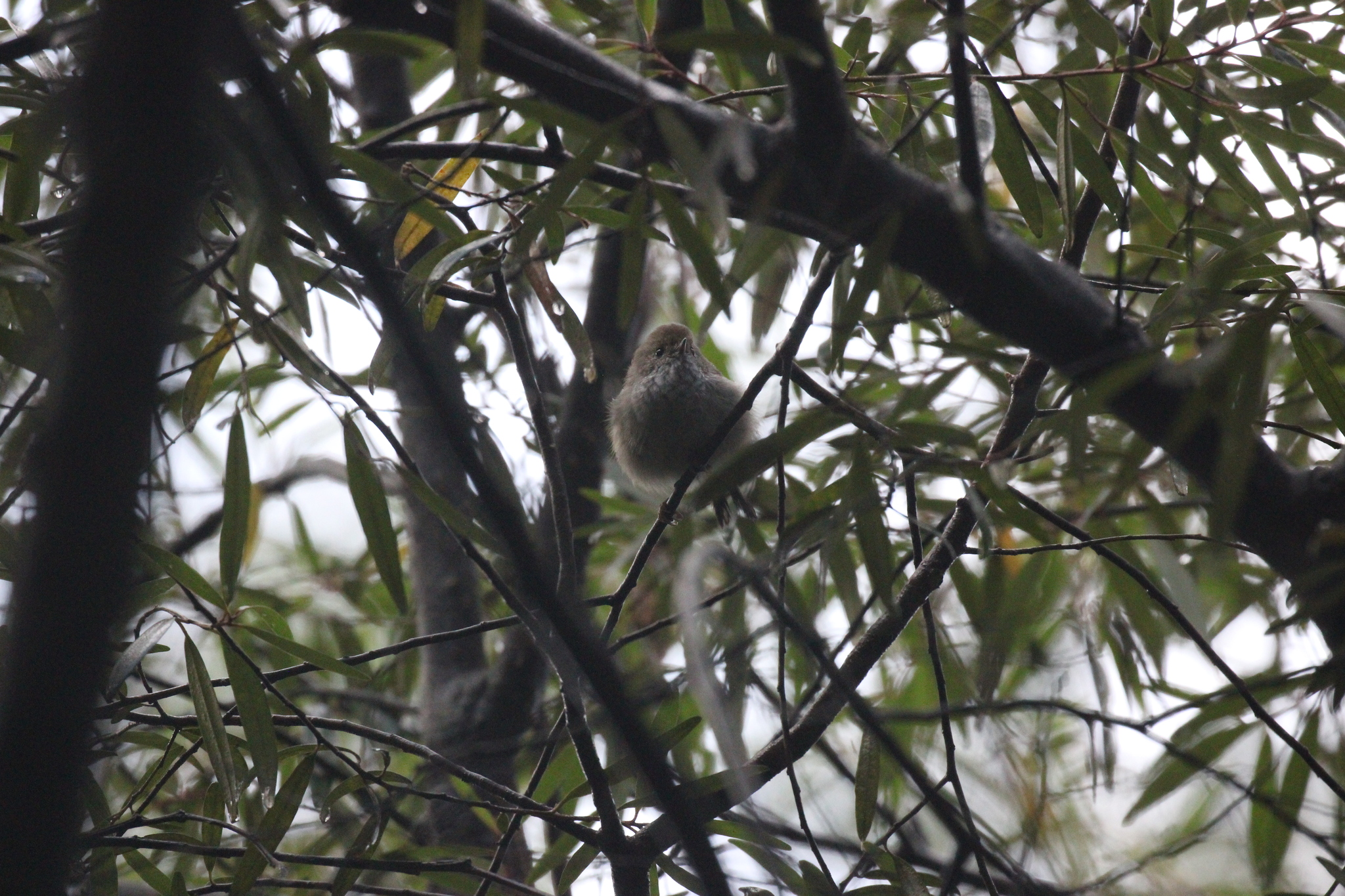 Tasmanian Thornbill (Acanthiza ewingii), photo 7