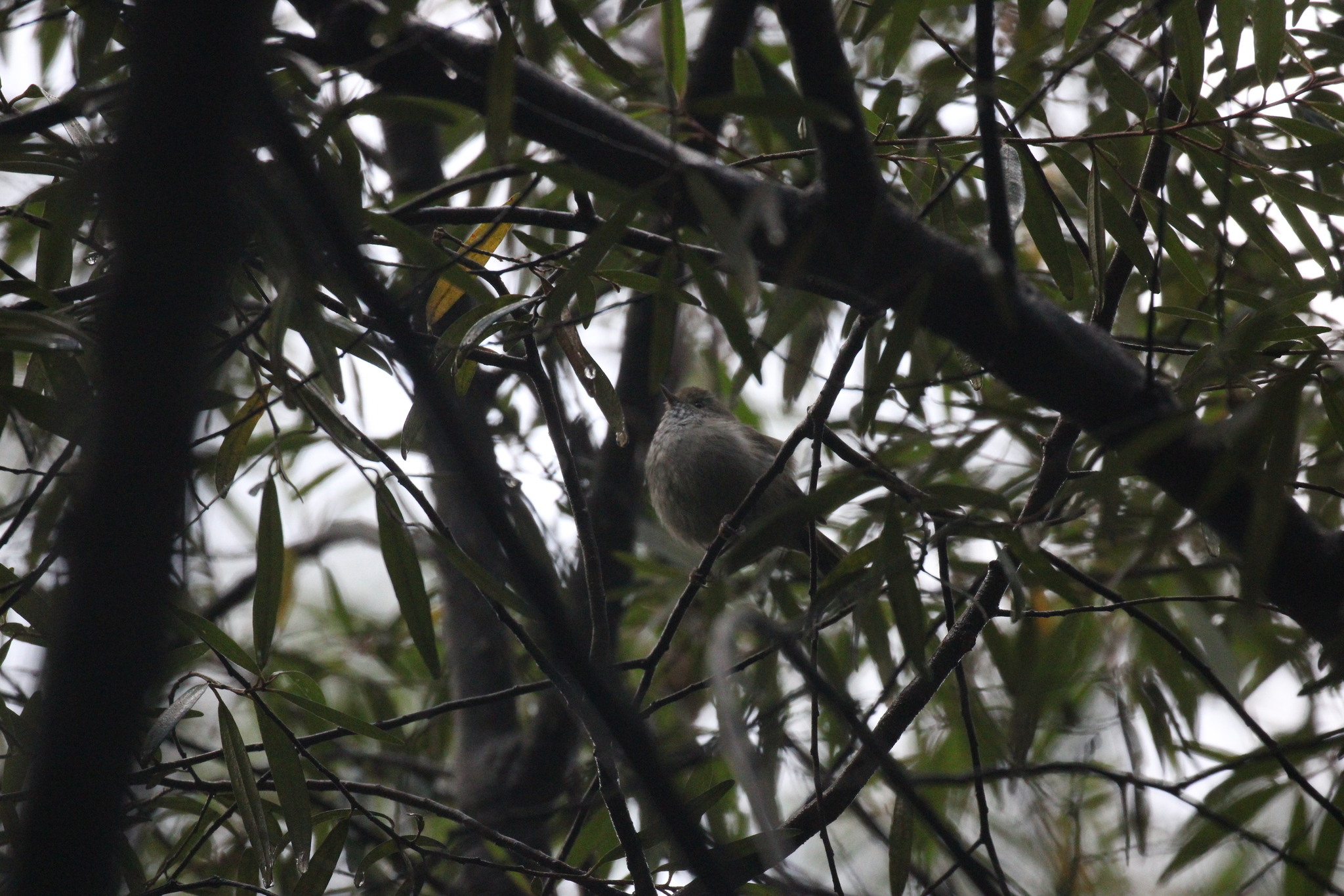 Tasmanian Thornbill (Acanthiza ewingii), photo 9