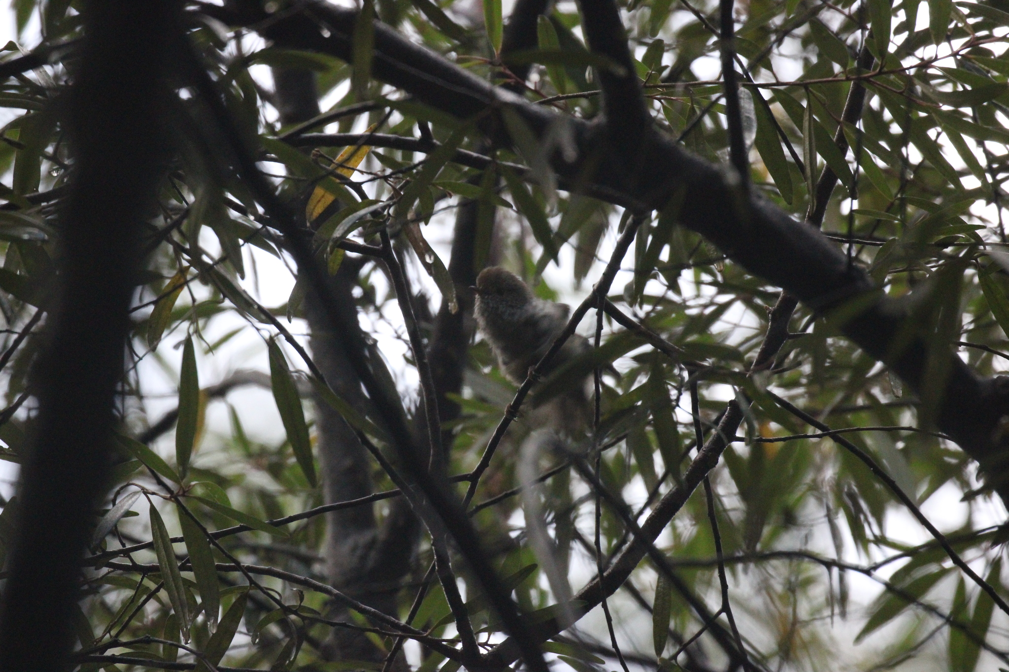 Tasmanian Thornbill (Acanthiza ewingii), photo 8