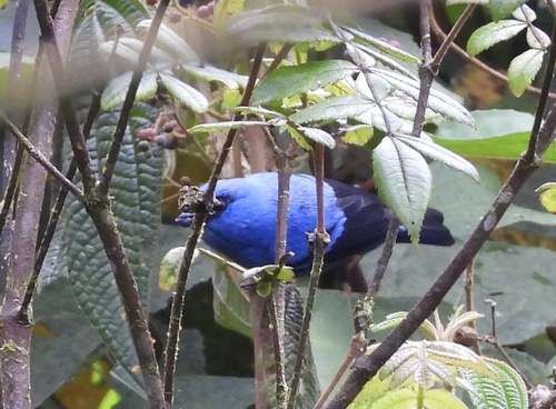 Blue-and-black Tanager (Tangara vassorii), photo 5