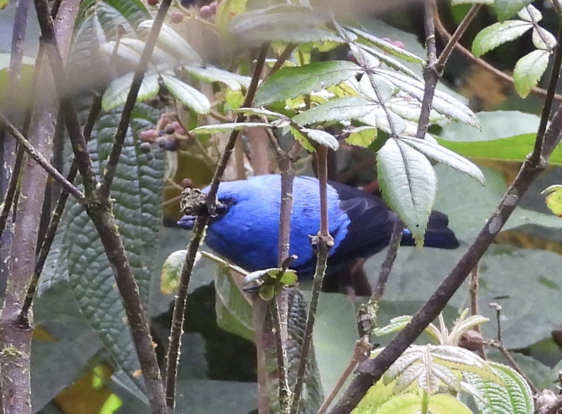 Blue-and-black Tanager (Tangara vassorii), photo 4