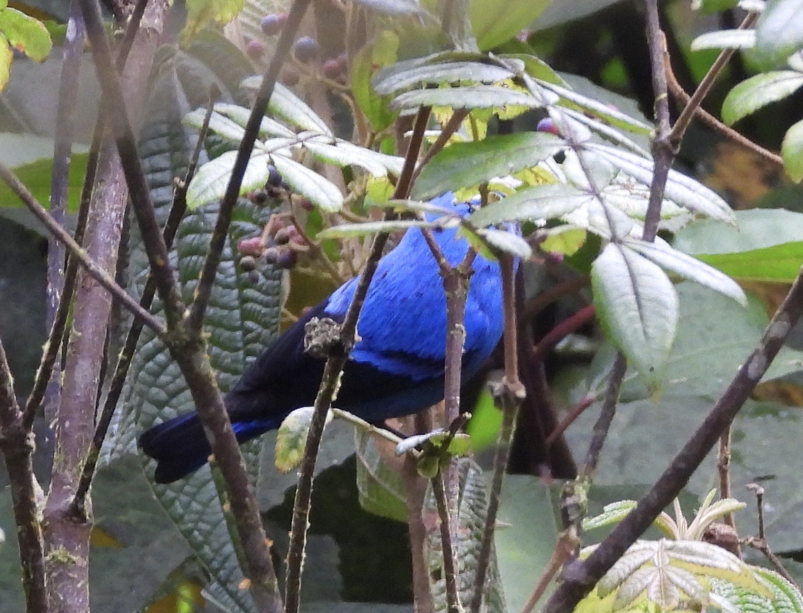 Blue-and-black Tanager (Tangara vassorii), photo 5
