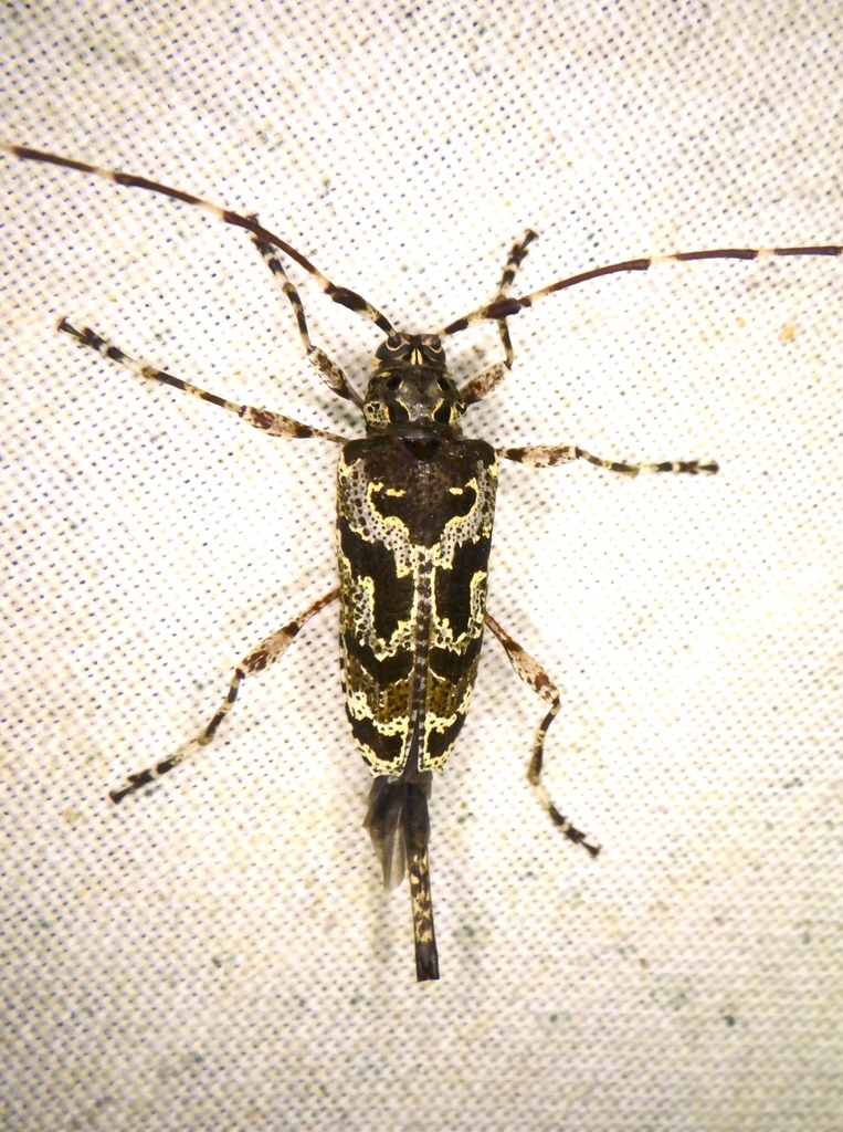 Neoeutrypanus decorus
