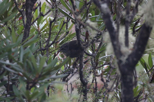 Tasmanian Scrubwren (Sericornis humilis), photo 9