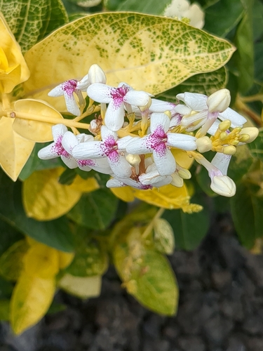 Pseuderanthemum maculatum observed 2025-03-12
