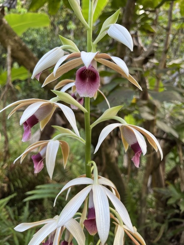 Calanthe tankervilleae