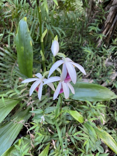 Calanthe tankervilleae