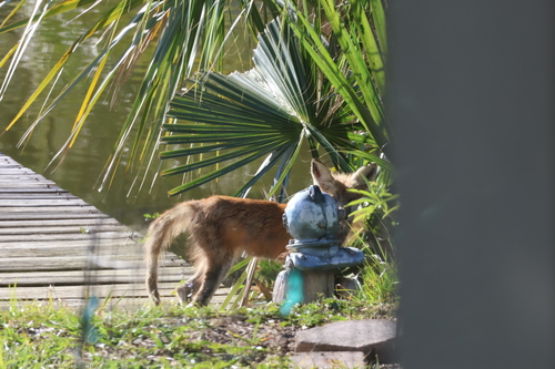 Red Fox photographed in Florida