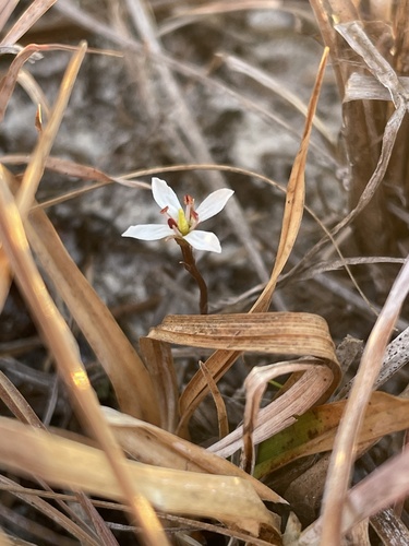 White screwstem (Bartonia verna)