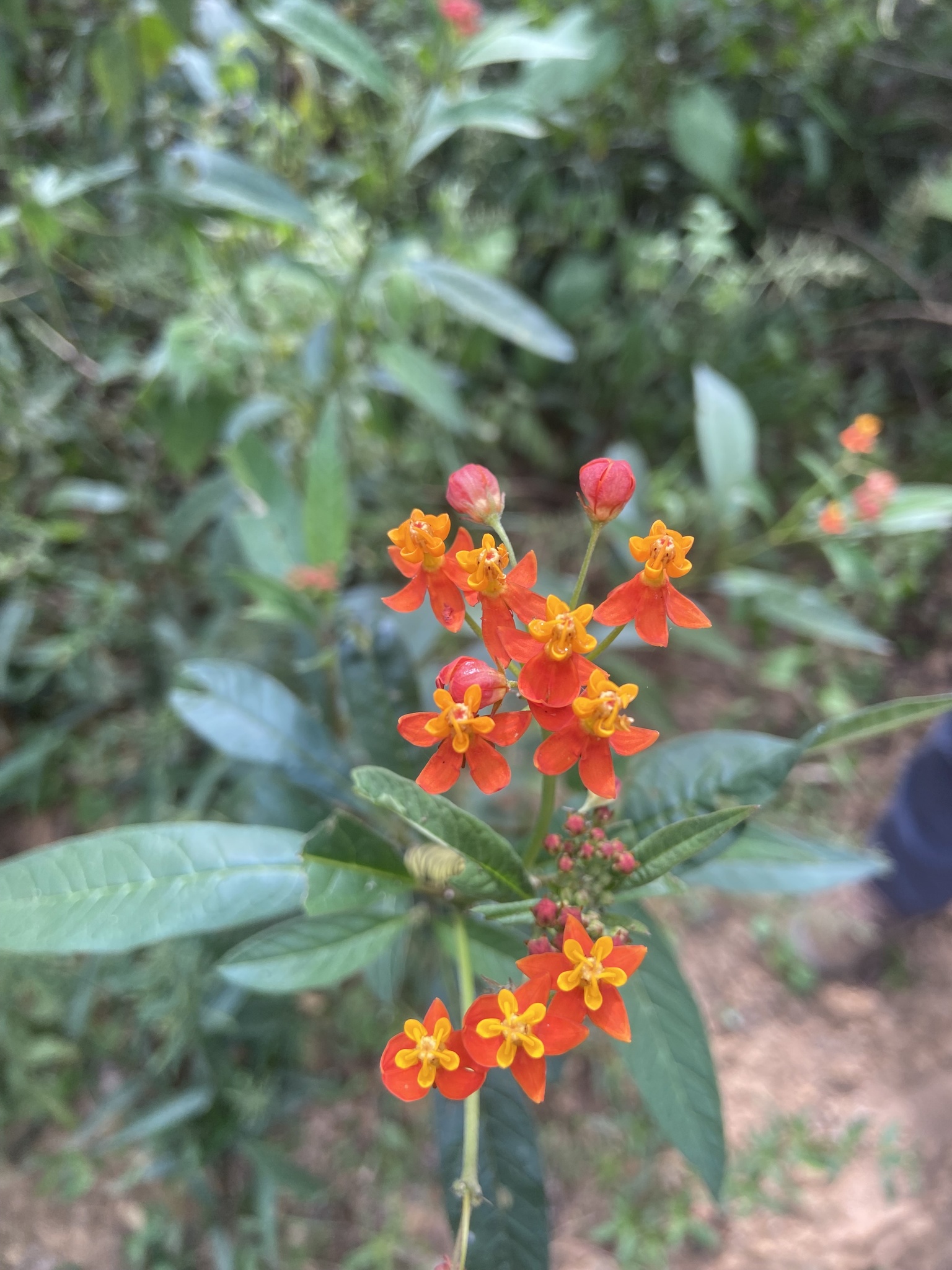 Asclepias curassavica