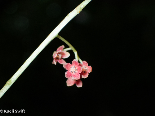 Discocalyx megacarpa observed 2025-03-12