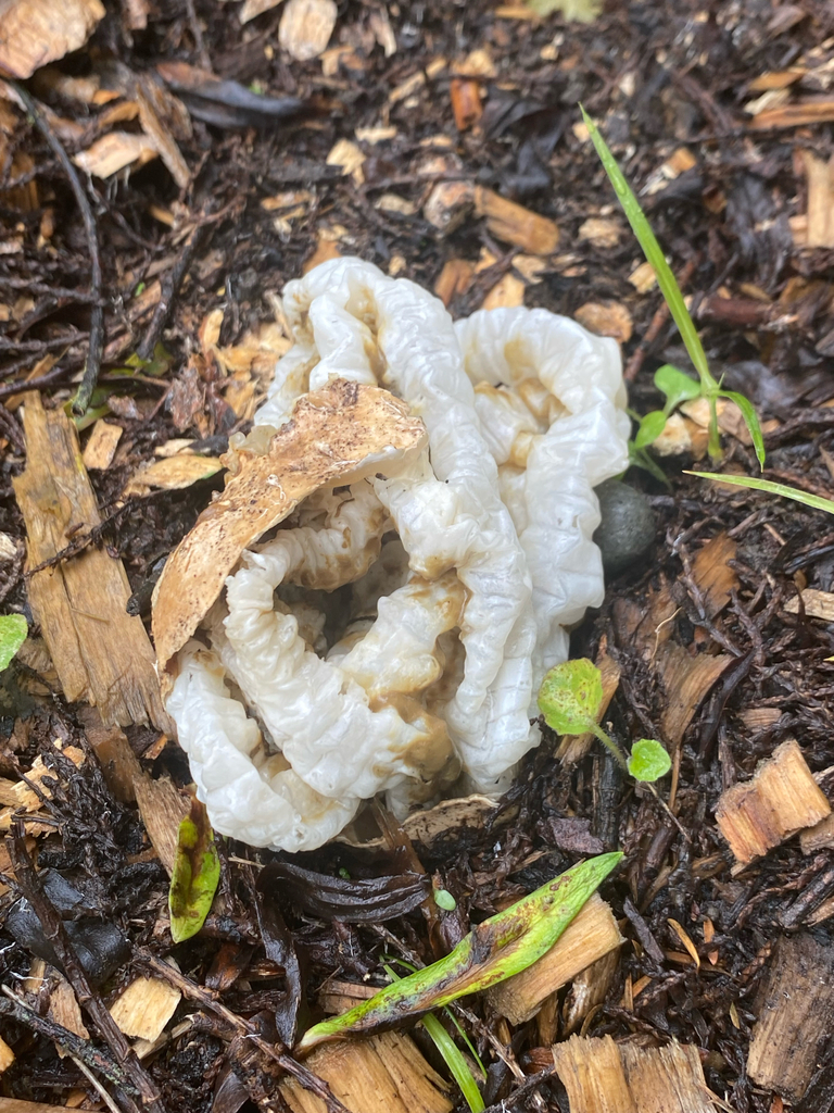 Ileodictyon cibarium · March 2025 · photo: © crellow (iNaturalist, cc0)