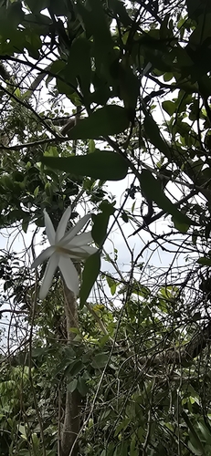 Image of Jasminum nervosum by (c) 黃其君, some rights reserved (CC BY)