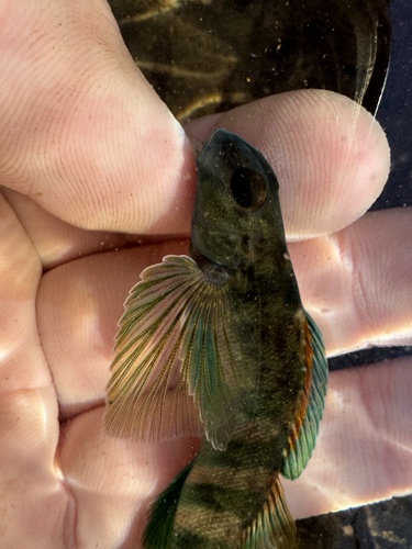 Greenside Darter
