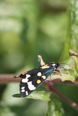 Callimorpha dominula