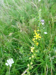 Agrimonia procera