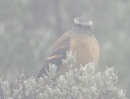 Brown-backed Chat-Tyrant (Ochthoeca fumicolor), photo 5
