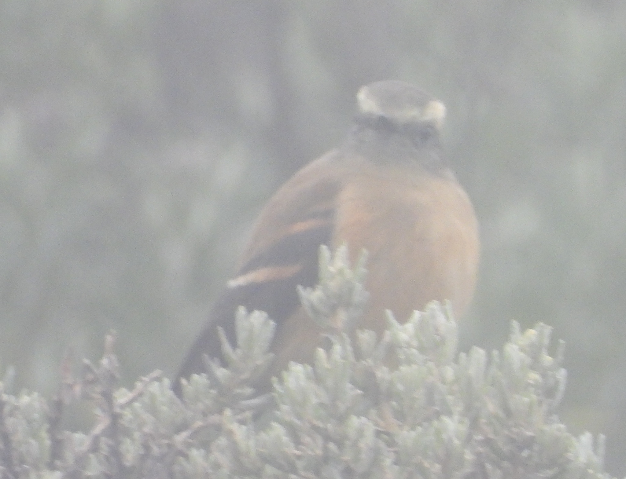 Brown-backed Chat-Tyrant (Ochthoeca fumicolor), photo 3