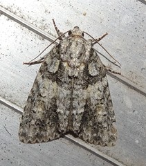 Acronicta modica
