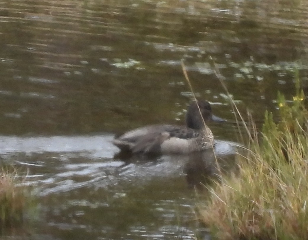 Andean Teal (Anas andium), photo 8