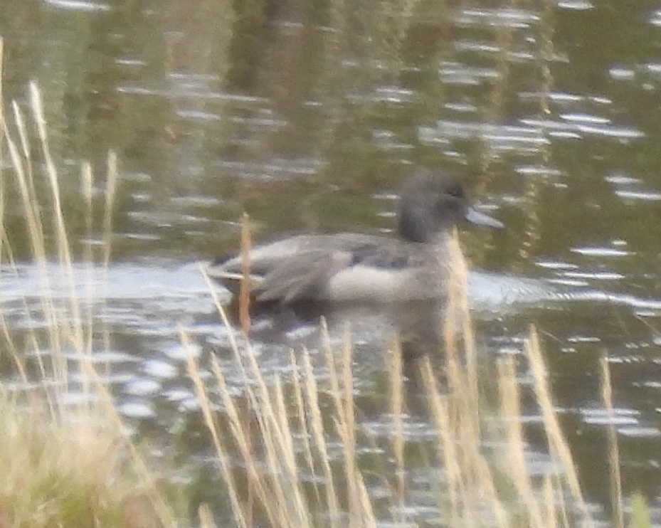 Andean Teal (Anas andium), photo 9