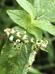 Acontista multicolor