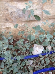 Chrozophora tinctoria