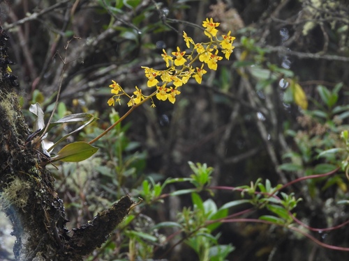 Oncidium cultratum, photograph 1