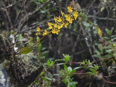 Oncidium cultratum, photograph author not stated, no rights reserved