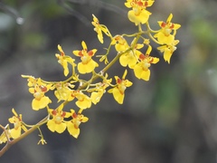 Oncidium cultratum, photograph author not stated, no rights reserved