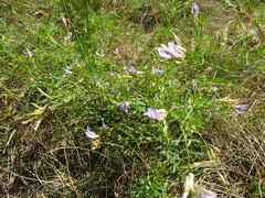 Astragalus arenarius