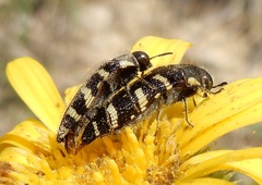 Acmaeodera macra
