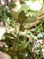 Myrtus pedunculata (Myrtus pedunculata)