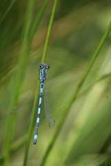 Coenagrion mercuriale