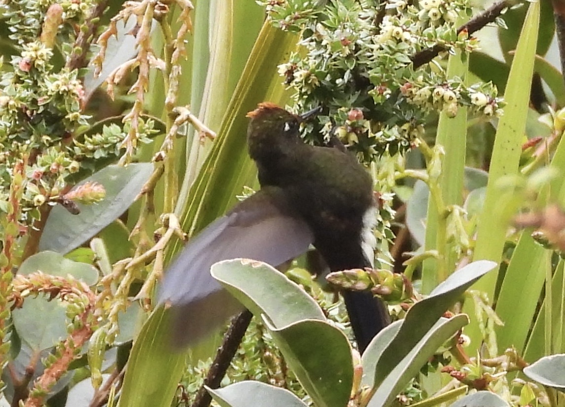 Rainbow-bearded Thornbill (Chalcostigma herrani), photo 9