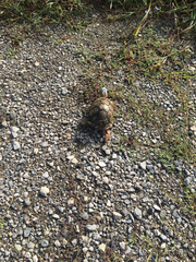 Terrapene carolina mexicana