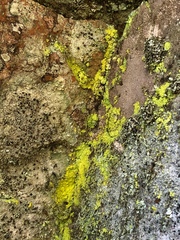 Chrysothrix chlorina