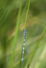 Coenagrion mercuriale