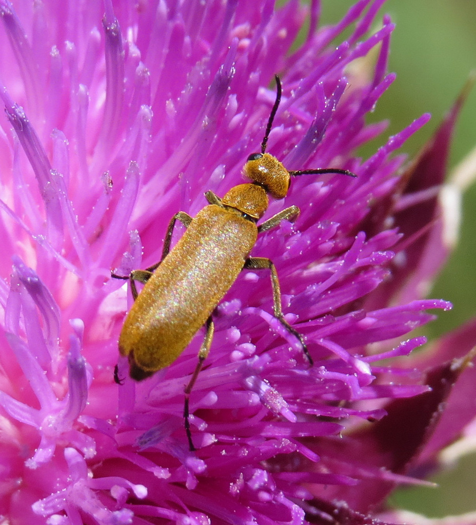 Rust-colored Beetle