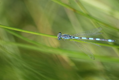 Coenagrion mercuriale