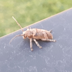 Prosoplus bankii