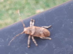 Prosoplus bankii