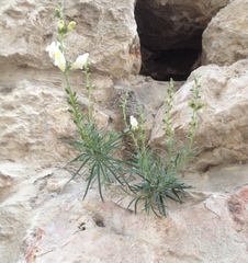 Antirrhinum siculum