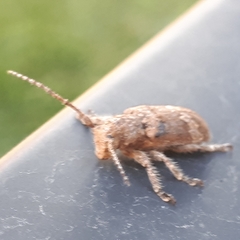 Prosoplus bankii